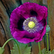 500 Papaver Somniferum 'Lauren's Grape' Seeds - Seed World