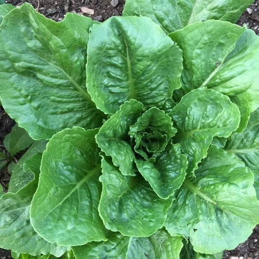 500 Parris Island Romaine Lettuce Seeds - Seed World