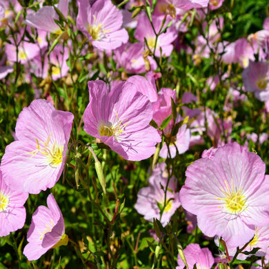 500 Pink Showy Evening Primrose Seeds - Seed World