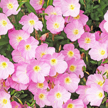 500 Pink Showy Evening Primrose Seeds - Seed World