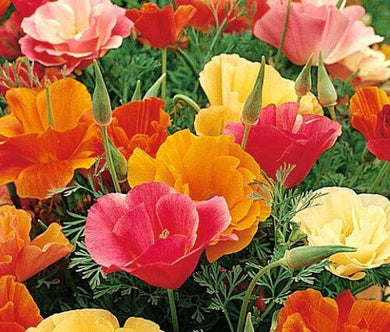 500 Poppy California Mission Bells Seeds - Seed World