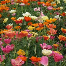 500 Poppy California Mission Bells Seeds - Seed World