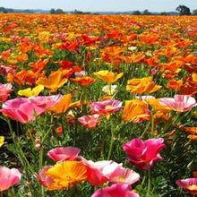 500 Poppy California Mission Bells Seeds - Seed World