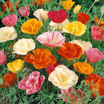 500 Poppy California Mission Bells Seeds - Seed World