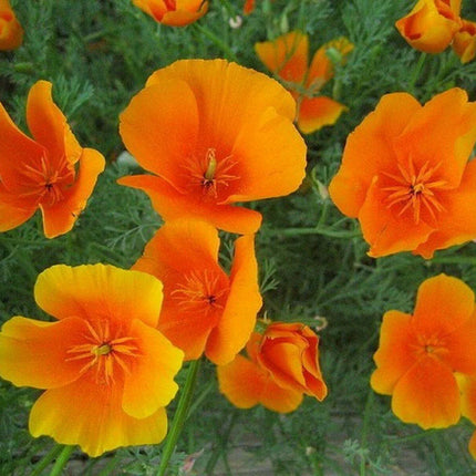 500 Poppy California Orange Seeds - Seed World