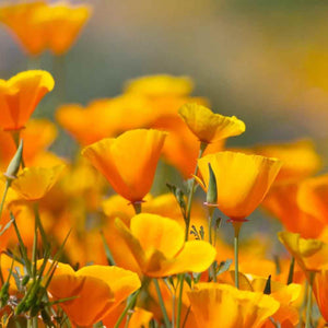 500 Poppy California Orange Seeds - Seed World