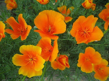 500 Poppy California Orange Seeds - Seed World