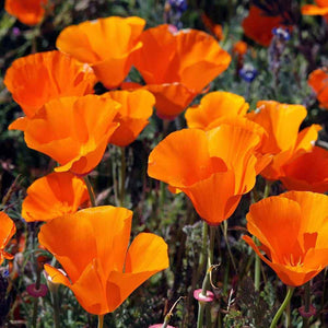 500 Poppy California Orange Seeds - Seed World