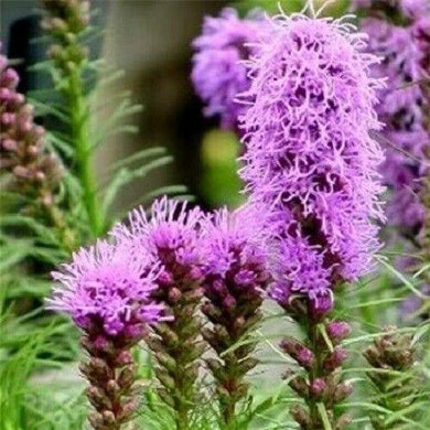 500 Purple Blazing Star Seeds - Seed World