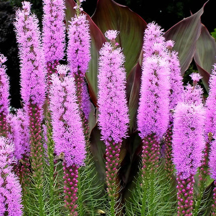 500 Purple Blazing Star Seeds - Seed World