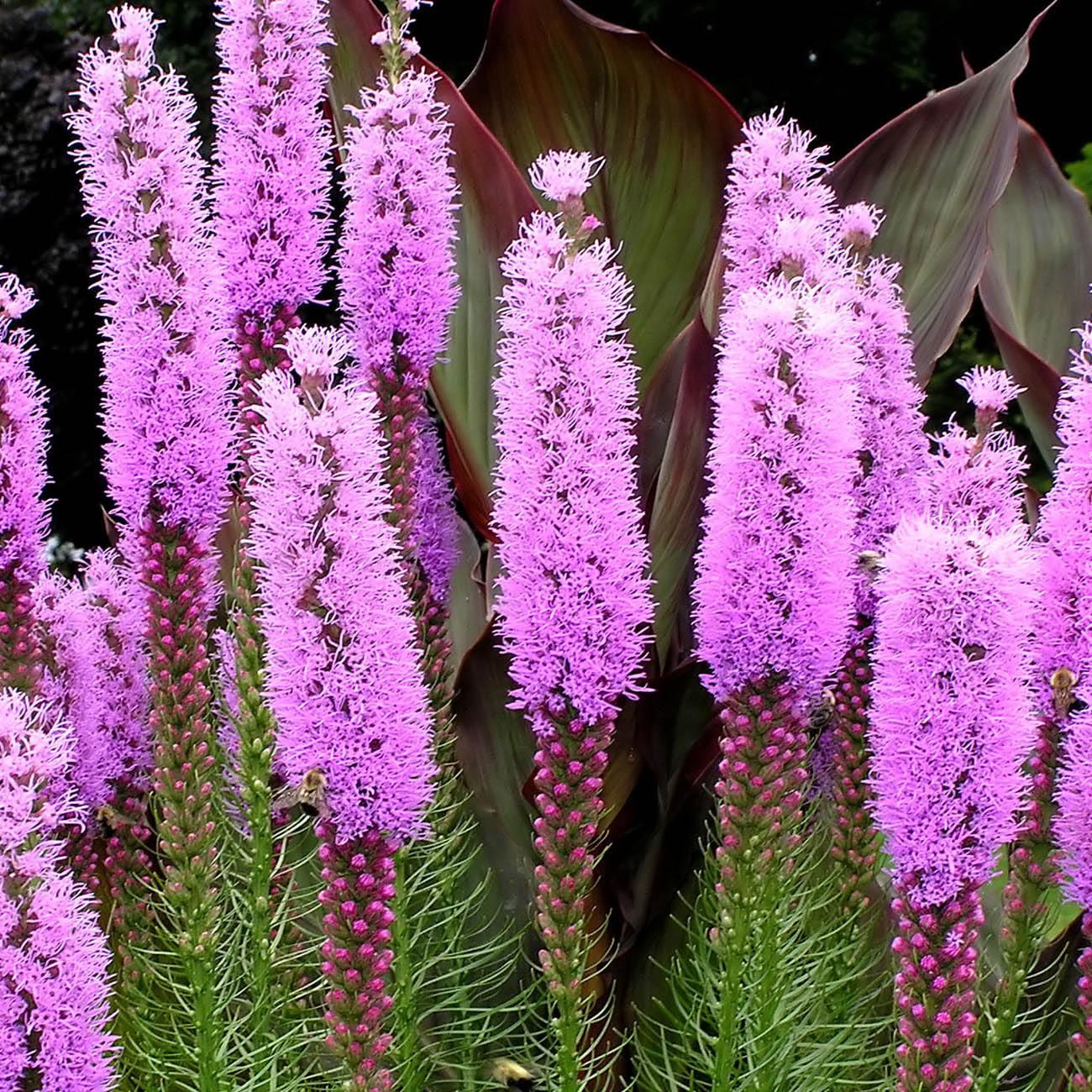 500 Purple Blazing Star Seeds - Seed World