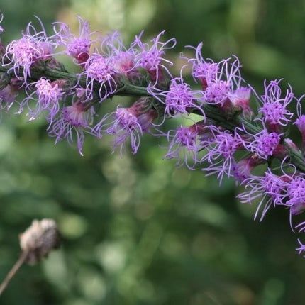500 Purple Blazing Star Seeds - Seed World