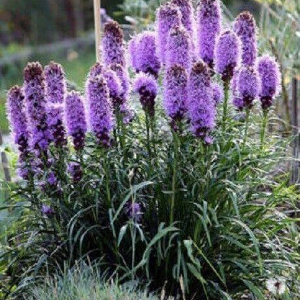 500 Purple Blazing Star Seeds - Seed World
