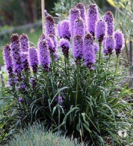 500 Purple Blazing Star Seeds - Seed World