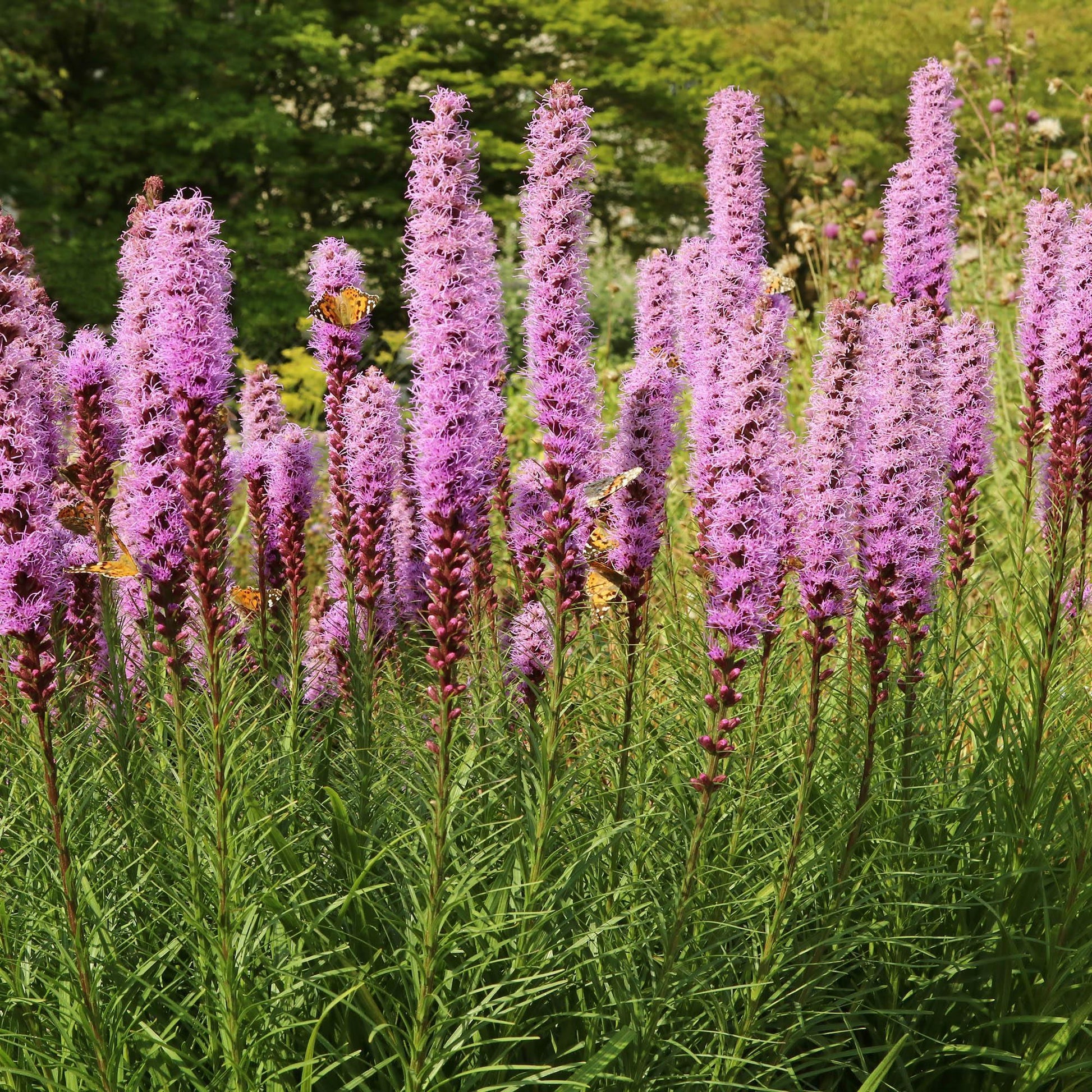 500 Purple Blazing Star Seeds - Seed World