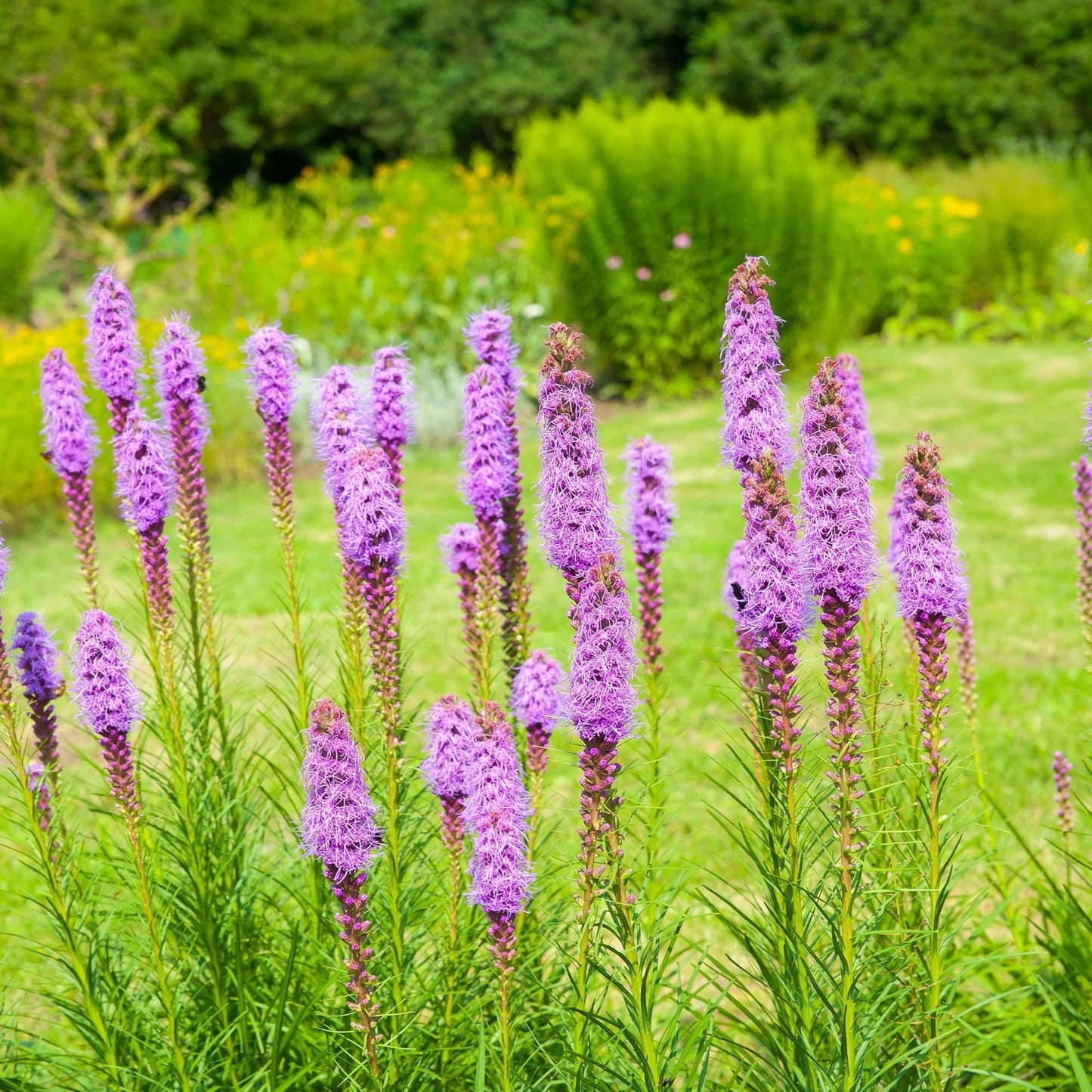500 Purple Blazing Star Seeds - Seed World