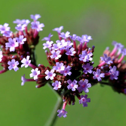 500 Purpletop Vervain - Verbena Seeds - Seed World