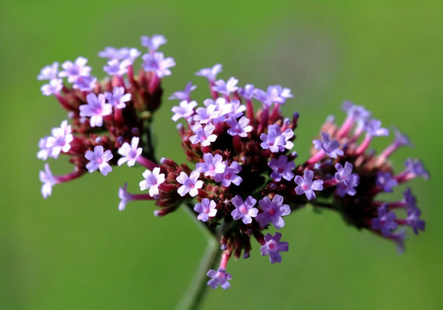 500 Purpletop Vervain - Verbena Seeds - Seed World