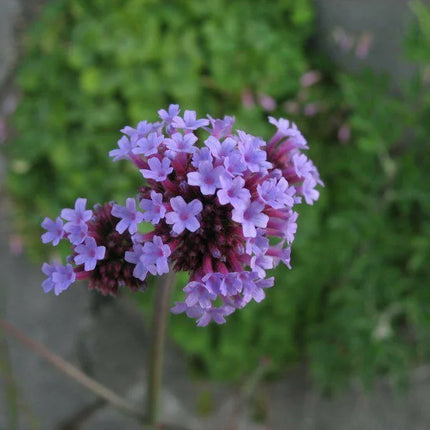 500 Purpletop Vervain - Verbena Seeds - Seed World