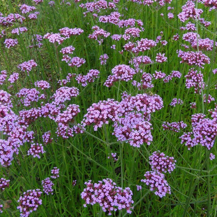 500 Purpletop Vervain - Verbena Seeds - Seed World
