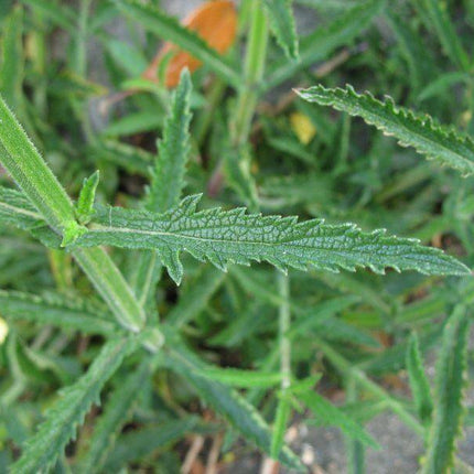 500 Purpletop Vervain - Verbena Seeds - Seed World