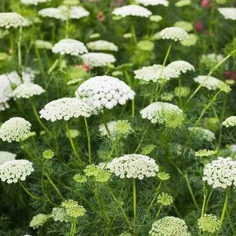 500 Queen Anne's Lace Seeds - Seed World