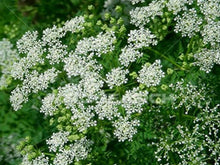 500 Queen Anne's Lace Seeds - Seed World