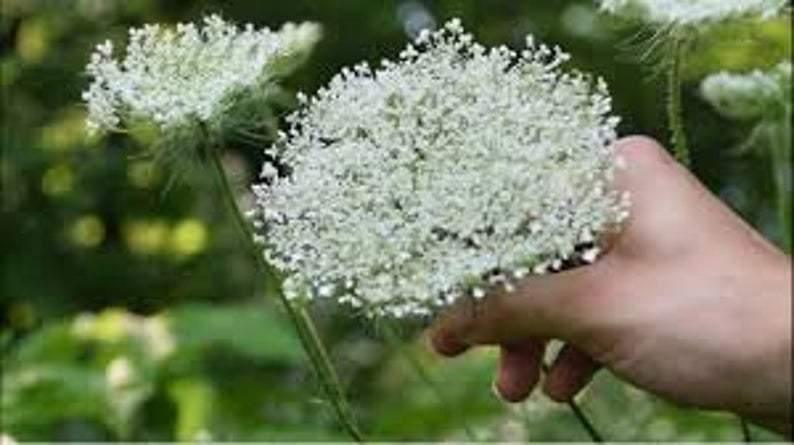 Queen Anne’s Lace - White