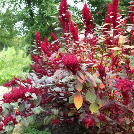 500 Red Garnet Amaranth Seeds - Seed World