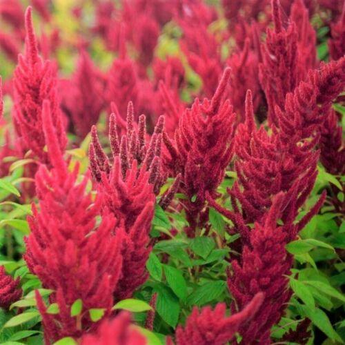 500 Red Garnet Amaranth Seeds - Seed World