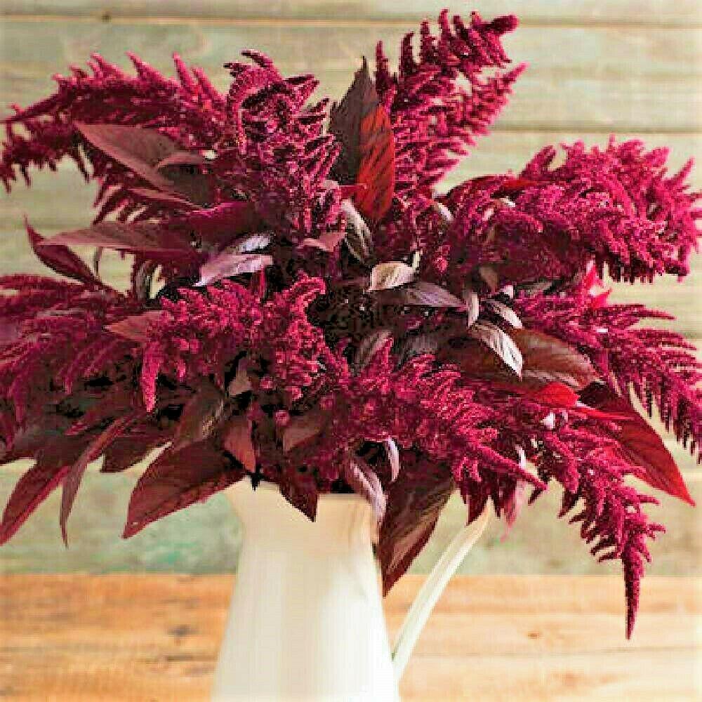 500 Red Garnet Amaranth Seeds - Seed World