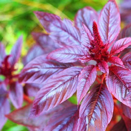 500 Red Garnet Amaranth Seeds - Seed World