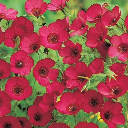 500 Scarlet Flax (Linum Grandiflorum Rubrum) Seeds - Seed World