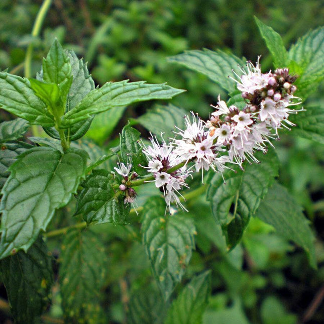 500 Spearmint Herb Seeds - Seed World