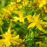 500 St. John's Wort Seeds - Seed World