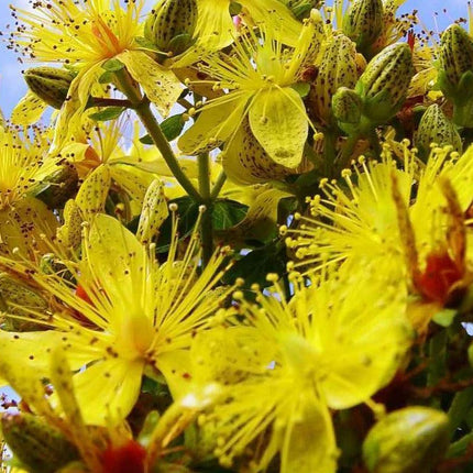 500 St. John's Wort Seeds - Seed World
