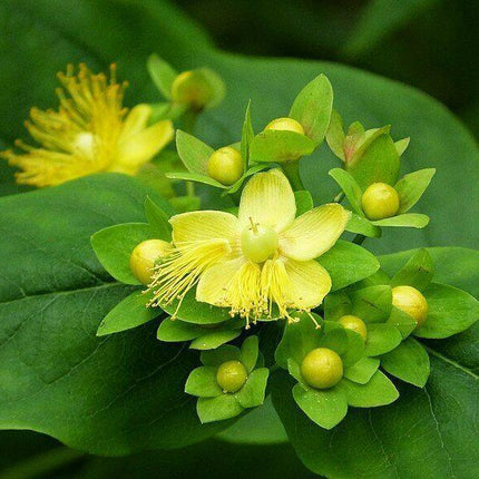 500 St. John's Wort Seeds - Seed World