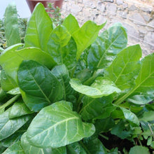 500 Swiss Chard Seeds | Perpetual Spinach Seeds - Seed World