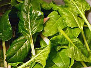 500 Swiss Chard Seeds | Perpetual Spinach Seeds - Seed World