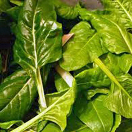 500 Swiss Chard Seeds | Perpetual Spinach Seeds - Seed World