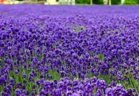 500 True English Lavender Seeds - Seed World