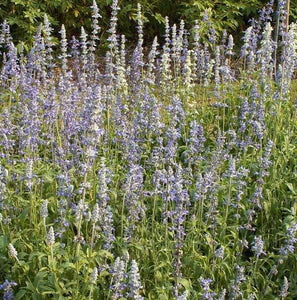 500 True English Lavender Seeds - Seed World