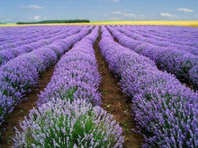 500 True English Lavender Seeds - Seed World