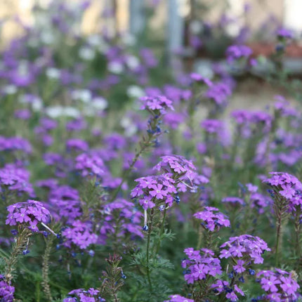 500 Violet Moss Verbena Seeds - Seed World