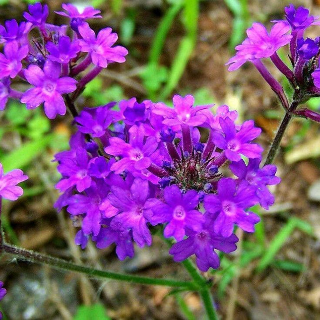 500 Violet Moss Verbena Seeds - Seed World