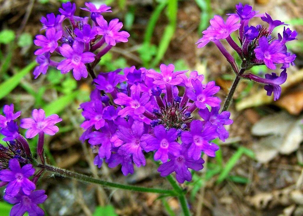 500 Violet Moss Verbena Seeds - Seed World