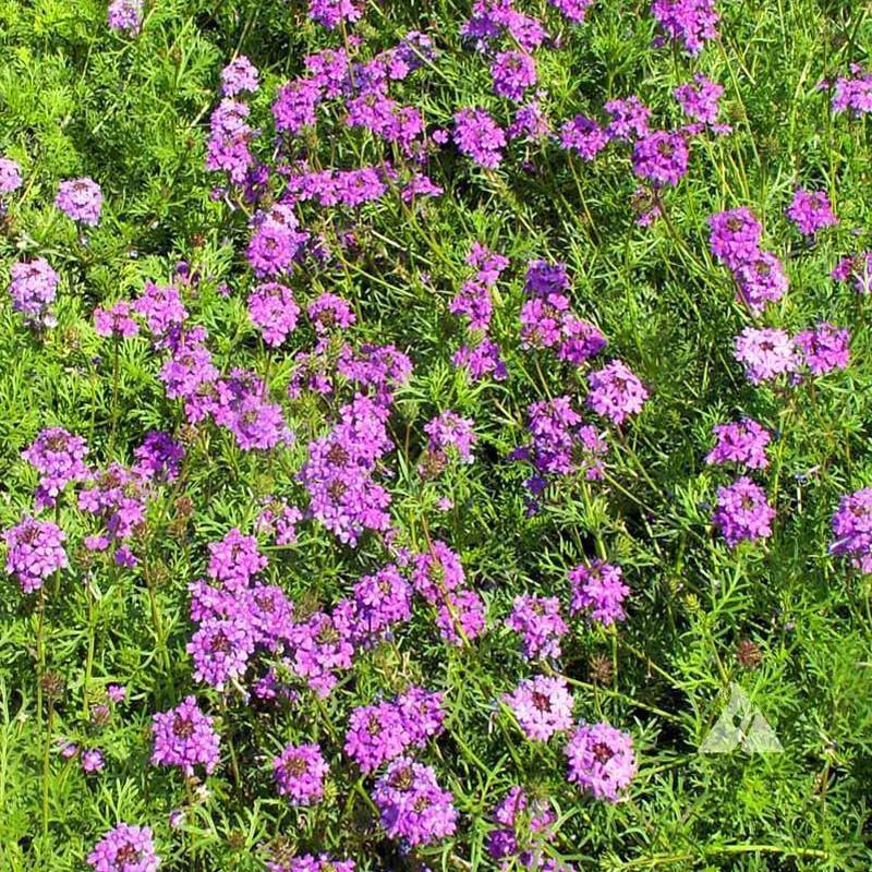 500 Violet Moss Verbena Seeds - Seed World