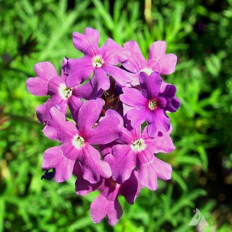500 Violet Moss Verbena Seeds - Seed World