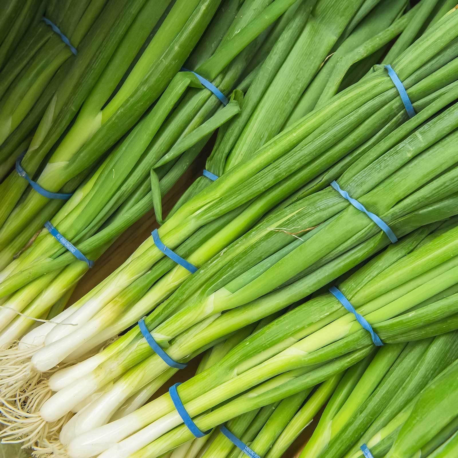 500 White Bunching Onion Seeds - Seed World