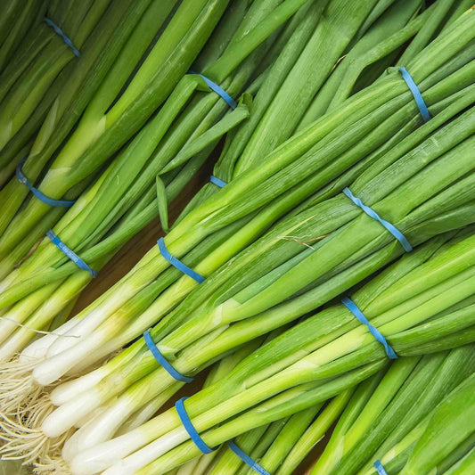 500 White Bunching Onion Seeds - Seed World